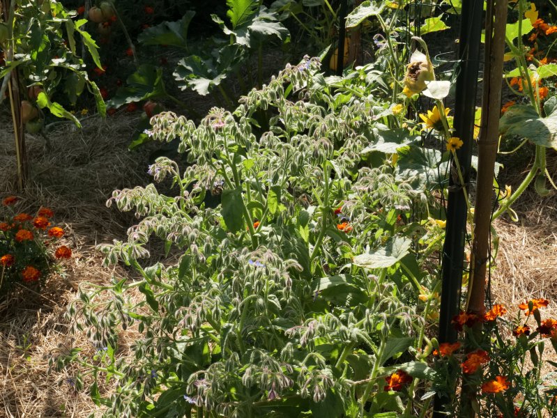 BOURRACHE OFFICINALE ayant poussé spontanément cette année. C'est une excellente plante comestible et mellifère indispensable à de nombreux pollinisateurs . LISE JALOUX